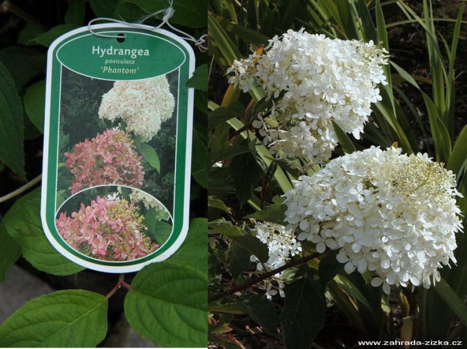 Hydrangea paniculata 'Phantom' - hortenzie latnatá