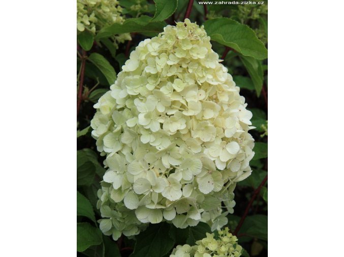 Hydrangea paniculata 'Polar Bear' ® kmínek - hortenzie latnatá