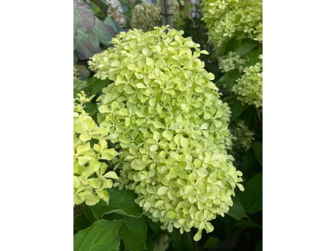 Hydrangea paniculata 'Romantic Ace' - hortenzie latnatá