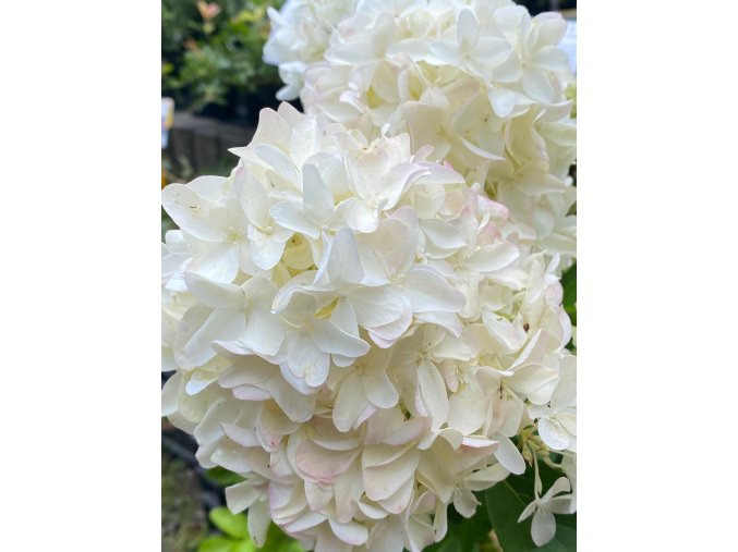 Hydrangea paniculata 'Skyfall Frenne' - hortenzie latnatá