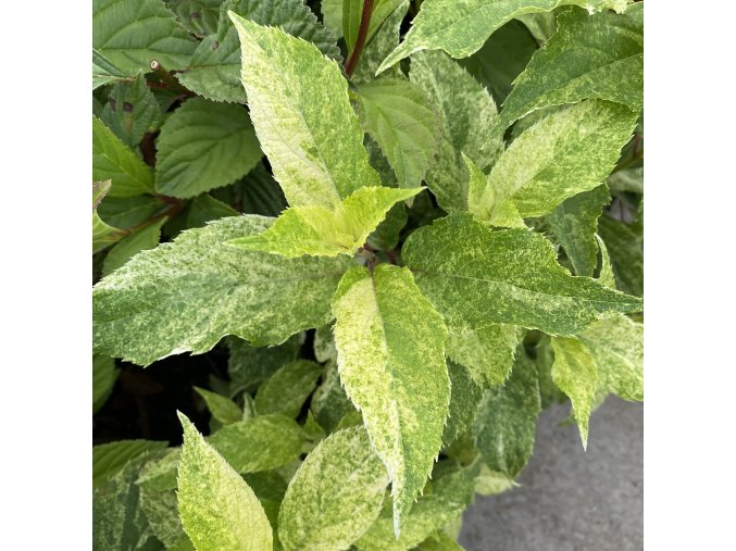 Hydrangea paniculata 'Summer Snow' - hortenzie latnatá