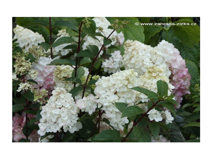 Hydrangea paniculata 'SUNDAE FRAISE' Rensun - hortenzie latnatá