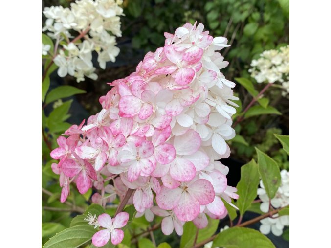 Hydrangea paniculata 'Vanille Fraise'® 'Renhy' kmínek - hortenzie latnatá