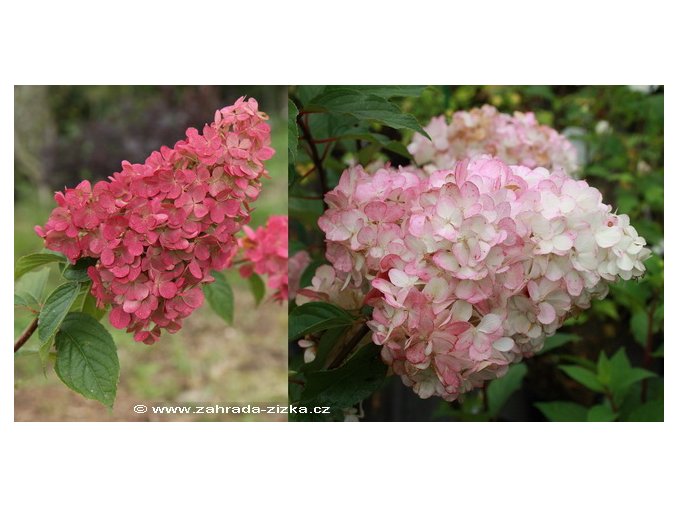 Hydrangea paniculata 'Vanille Fraise'® 'Renhy' kmínek - hortenzie latnatá