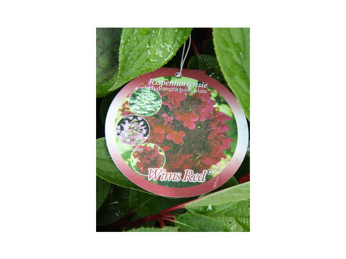 Hydrangea paniculata 'Wim's Red'® - hortenzie latnatá