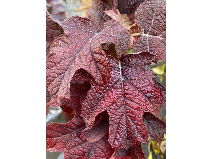 Hydrangea quercifolia Ruby Slipper