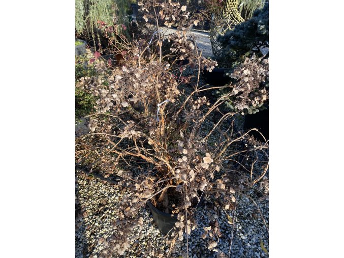 Hydrangea quercifolia 'Snow Queen' - hortenzie dubolistá