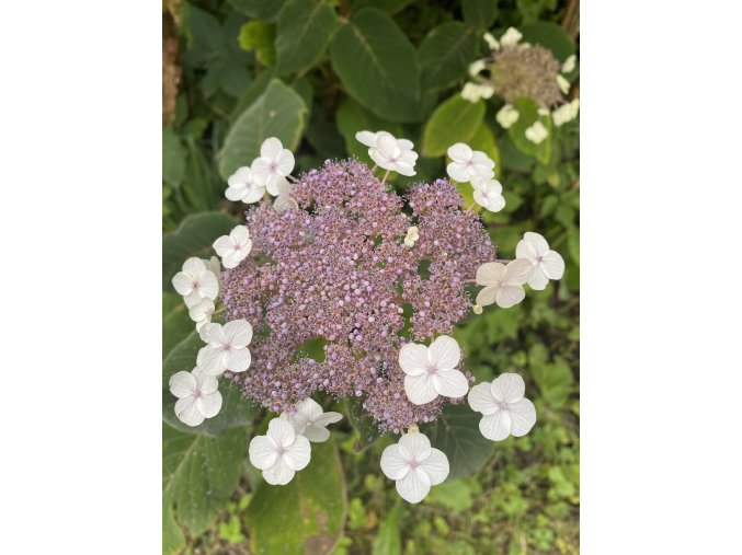 Hydrangea sargentiana - Hortenzie Sangentova