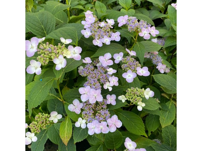 Hydrangea serrata 'Bluebird' - hortenzie pilovitá