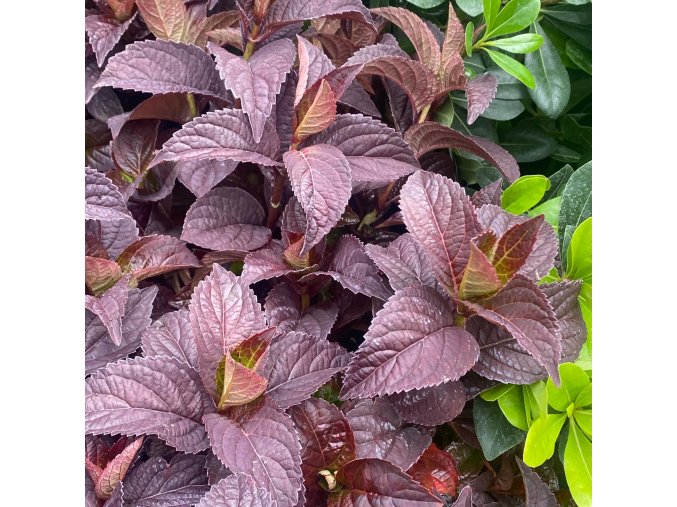 HYDRANGEA serrata 'DARE DEVIL' - hortenzie pilovitá