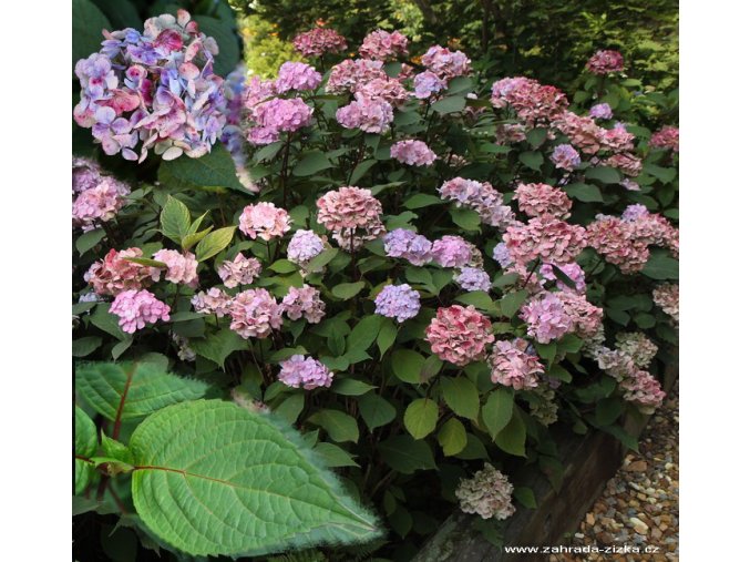 Hydrangea serrata 'Preziosa' - hortenzie pilovitá