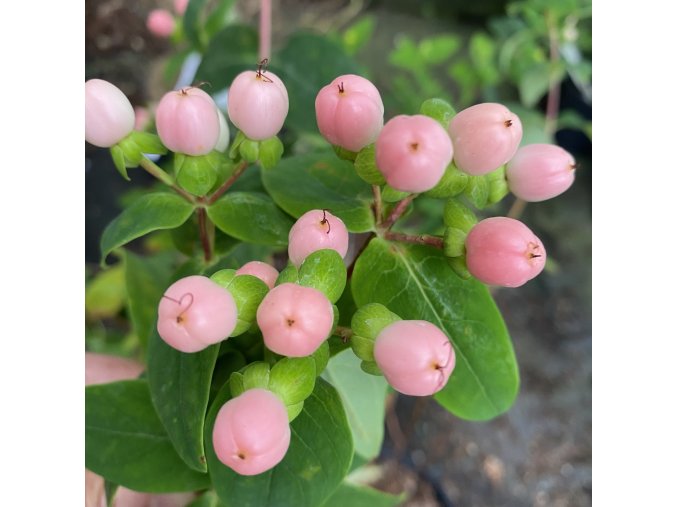 Hypericum 'Miracle Blossom' - třezalka