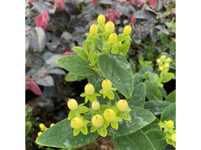 Hypericum x inodorum 'Kolmasun' MAGICAL® SUNSHINE - třezalka