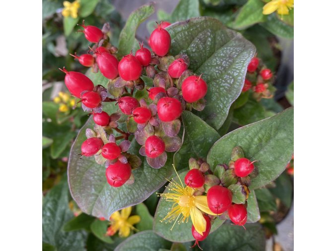 Hypericum x inodorum 'Magical impression' - třezalka nevonná