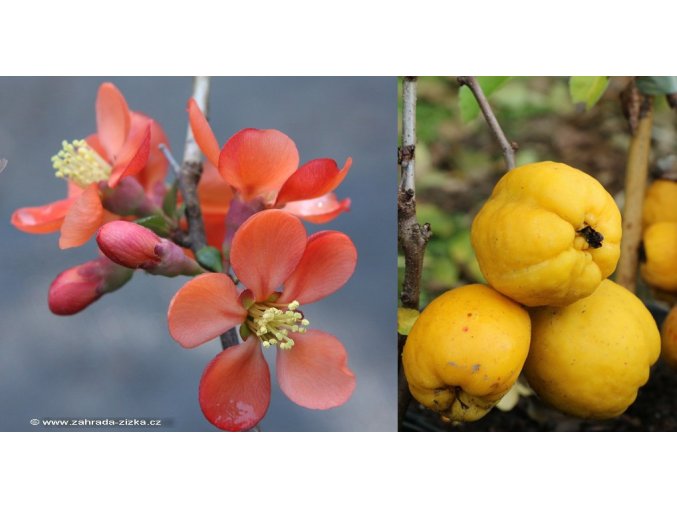 Chaenomeles japonica 'Cido' - kdoulovec japonský