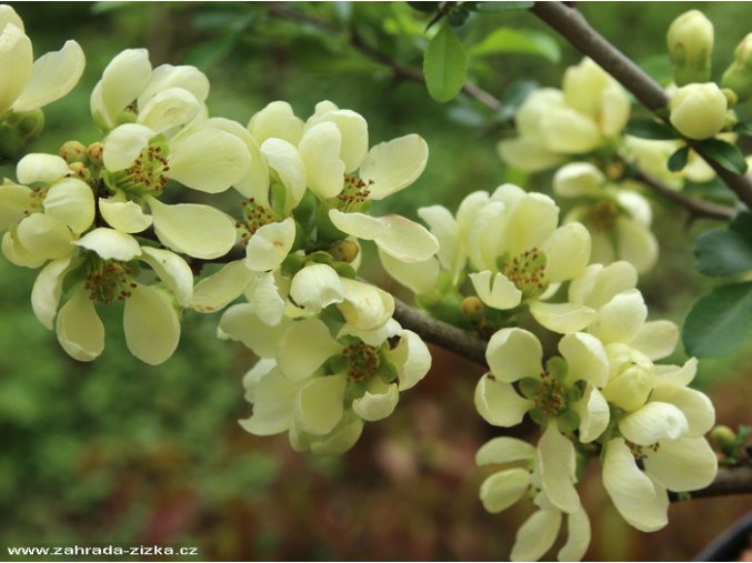Chaenomeles japonica 'Rising Sun' - kdoulovec japonský