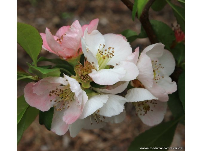 Chaenomeles speciosaToyoNishiki