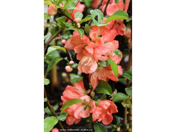 Chaenomeles superba (x) 'Color Trail' - kdoulovec nádherný