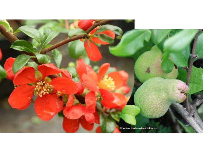 Chaenomeles superba (x) 'Crimson and Gold' kmínek - kdoulovec nádherný