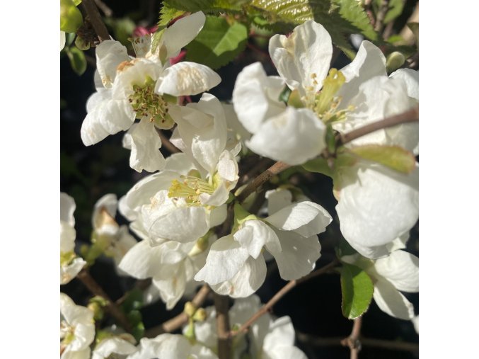 Chaenomeles superba (x) 'Jet Trail' - kdoulovec nádherný