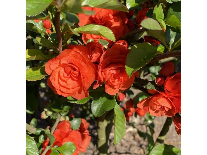 Chaenomeles superba (x) 'Orange Storm' PBR - kdoulovec nádherný