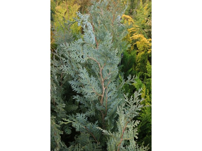 Chamaecyparis lawsoniana 'Columnaris Resy' - cypříšek lawsonův
