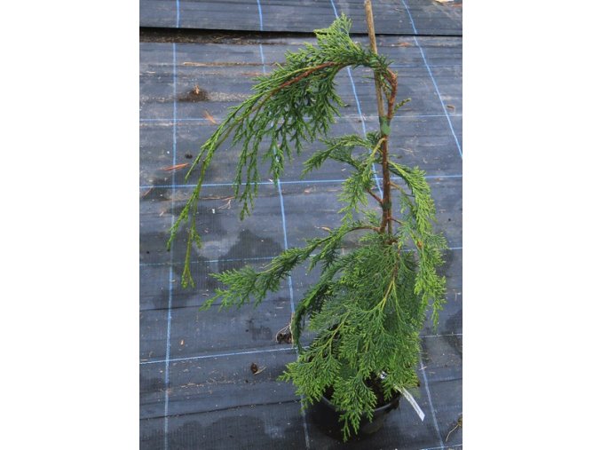 Chamaecyparis lawsoniana 'Dicks Weeping' - cypříšek lawsonův