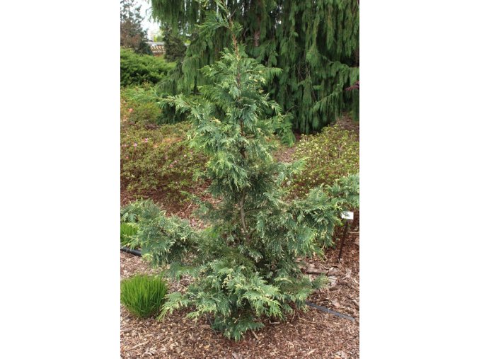 Chamaecyparis nootkatensis 'Albovariegata' - cypříšek nutkajský
