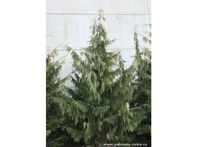 Chamaecyparis nootkatensis 'Pendula' - cypříšek nutkajský
