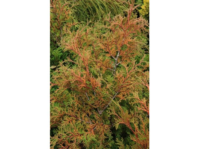 Chamaecyparis obtusa 'Bronze Pygmy' - cypříšek tupolistý