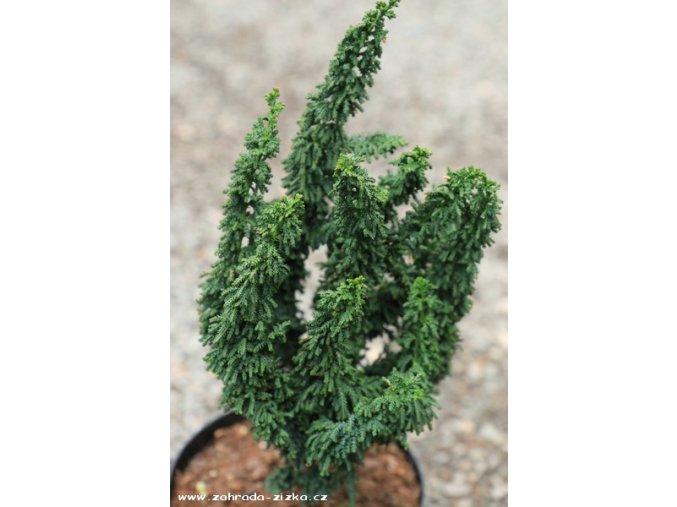 Chamaecyparis obtusa 'Chirimen' - cypřišek tupolistý
