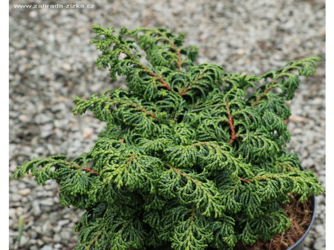 Chamaecyparis obtusa 'Maureen' - cypřišek tupolistý