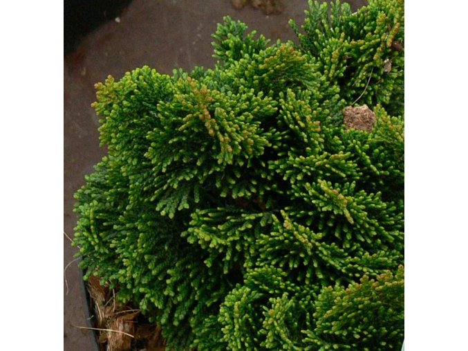 Chamaecyparis obtusa 'Nana Gracilis' - cypříšek tupolistý