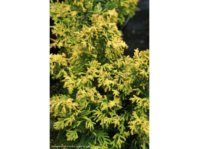 Chamaecyparis obtusa 'Tetragona Aurea' - cypřišek tupolistý
