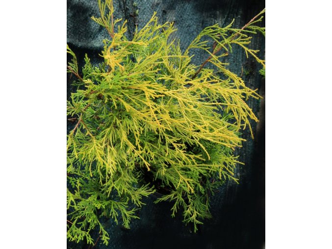 Chamaecyparis pisifera 'Filifera Aurea Nana' - cypřišek hrachonosný