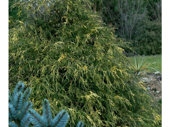 Chamaecyparis pisifera 'Filifera Aureovariegata' - cypříšek hrachonosný