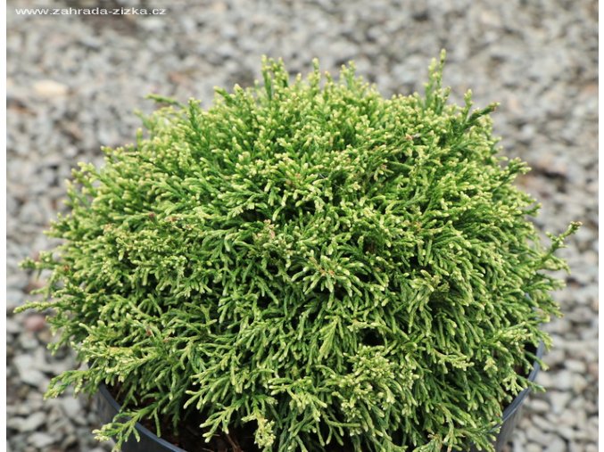 Chamaecyparis pisifera 'White Pygmy' - cypřišek hrachonosný