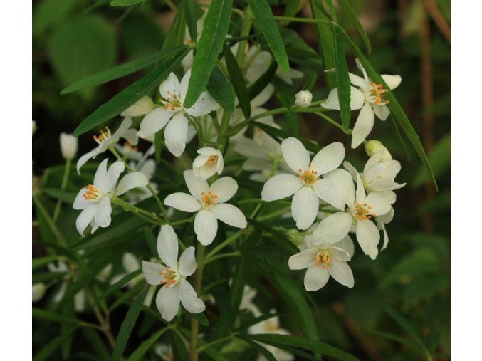 Choisya ternata 'AZTEC PEARL' - choísie, mexický pomerančovník