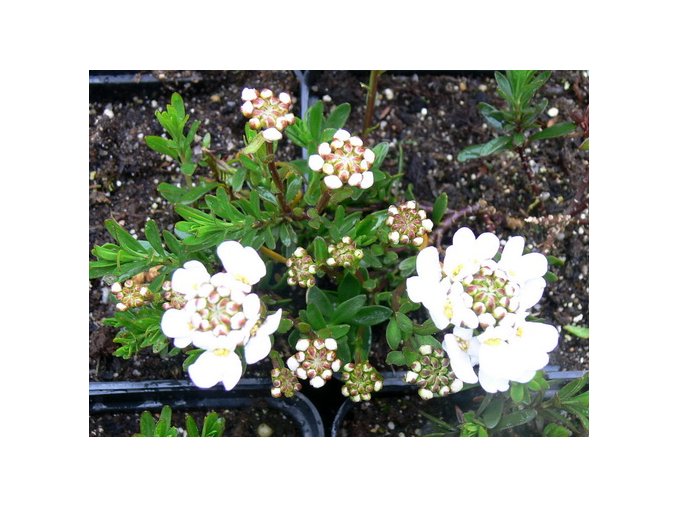 Iberis sempervirens 'Schneeflocke' - iberka vždyzelená / štěničník