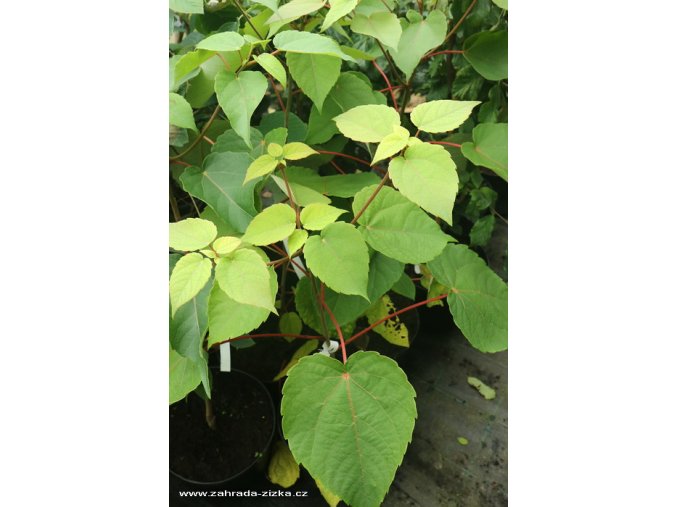 Idesia polycarpa - Idézie mnohoplodá