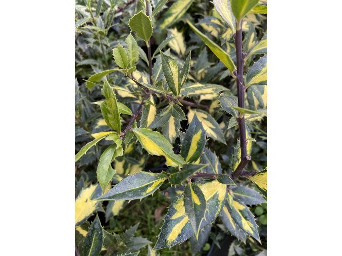 Ilex aquifolium 'Myrthifolia Aureomaculata' - cesmína ostrolistá