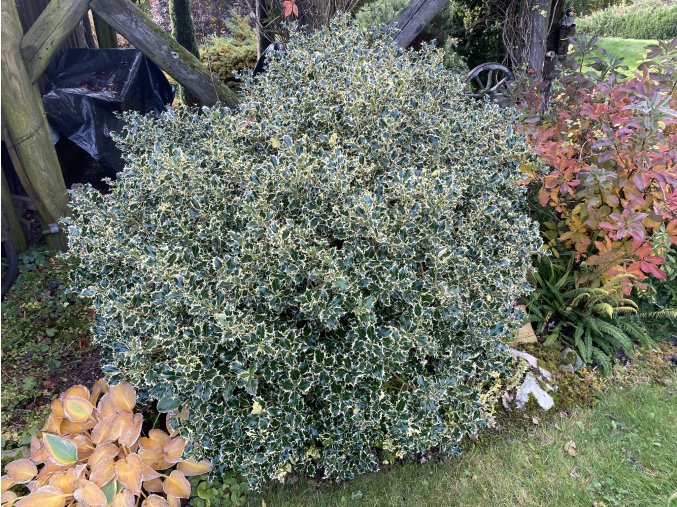 Ilex aquifolium 'Variegatum' - cesmína ostrolistá