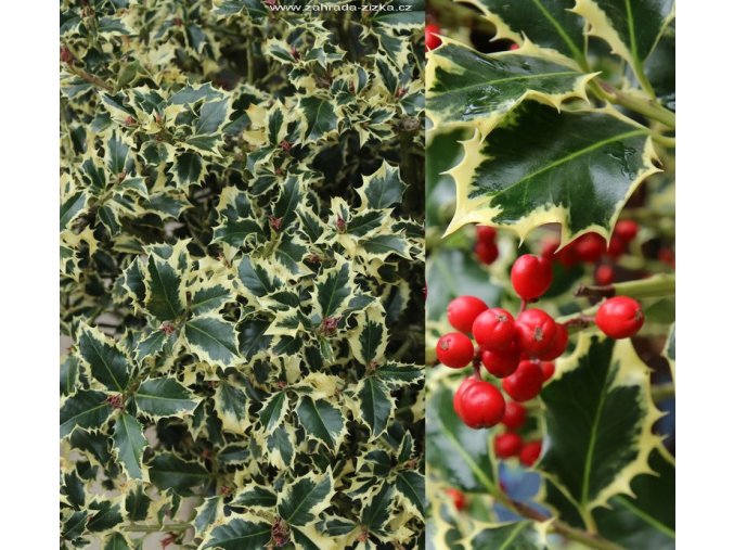 Ilex aquifolium 'Variegatum' kmínek - cesmína ostrolistá