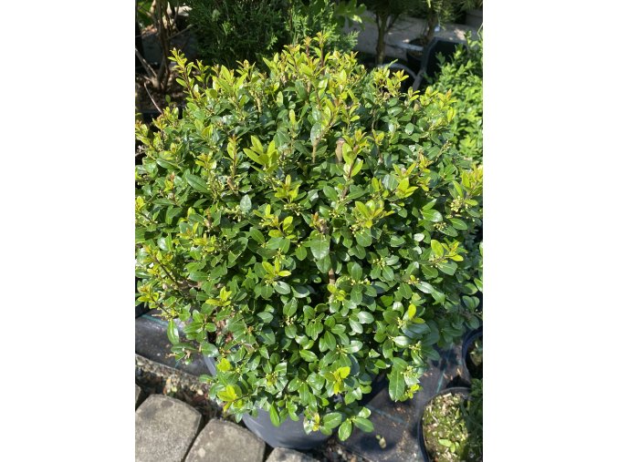 Ilex crenata 'Caroline Upright' - cesmína vroubkovaná