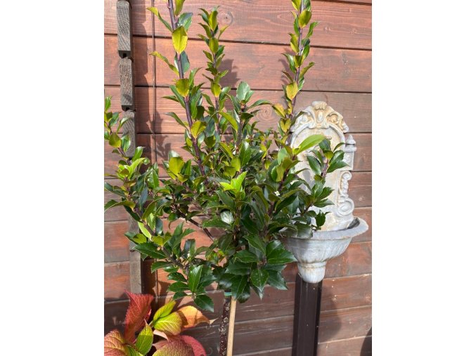 Ilex meserveae 'Blue Angel' kmínek - cesmina