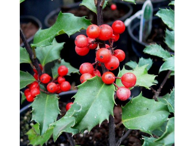 Ilex meserveae 'Blue Princess' - cesmína