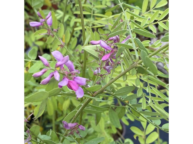 Indigofera kirilowii - modřil kiriloův