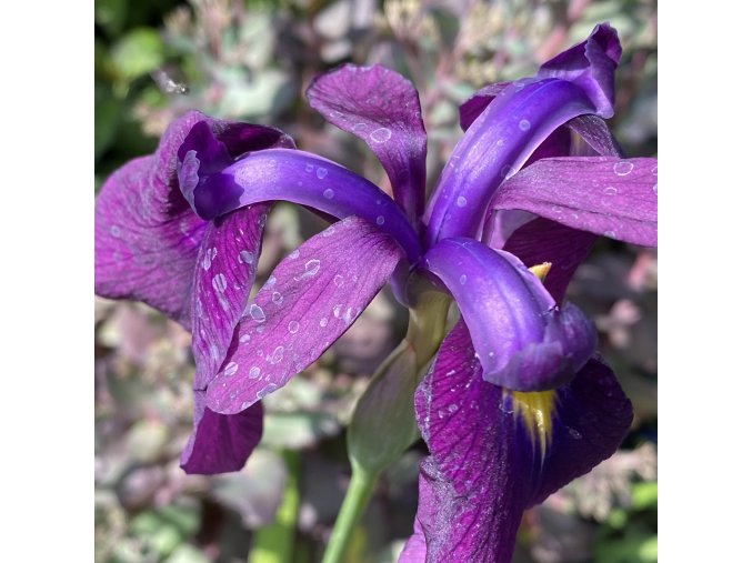 Iris kaempferi - kosatec Kaempferův