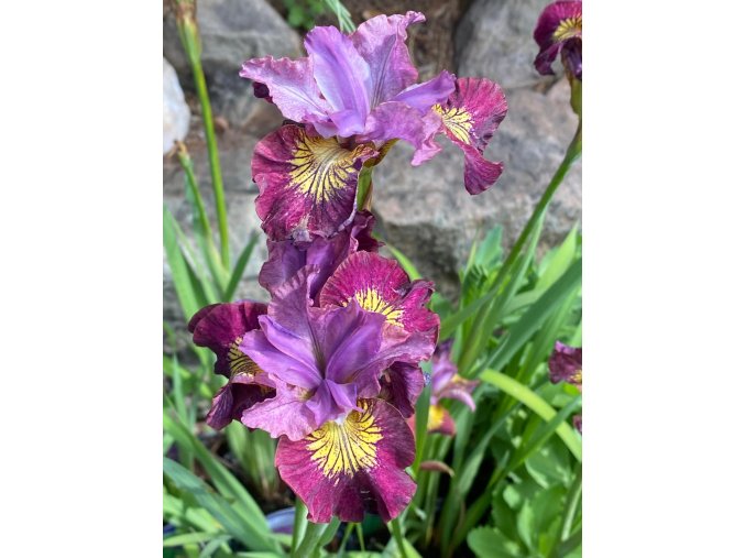 Iris sibirica 'Miss Apple' - kosatec sibiřský