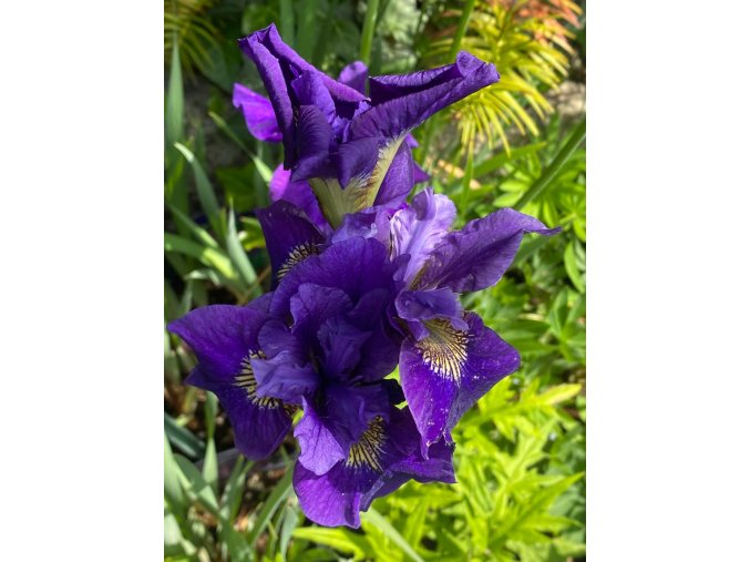 IRIS sibirica 'Ruffled's Welvet' - kosatec sibiřský